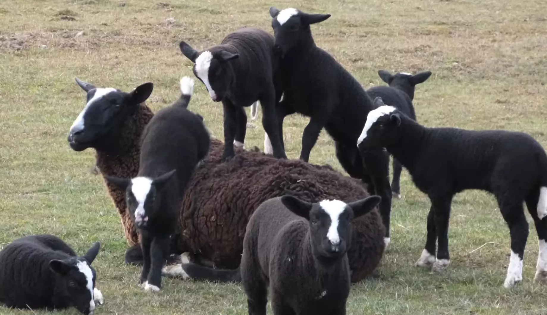 Zwartbles koyunu özellikleri ,  kökeni ve kullanımları