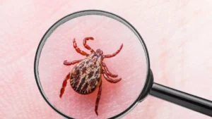 Lyme hastaligi nedir 