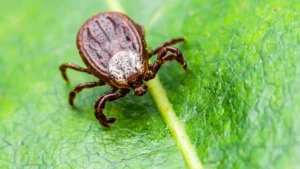 Lyme hastaligi nedir 