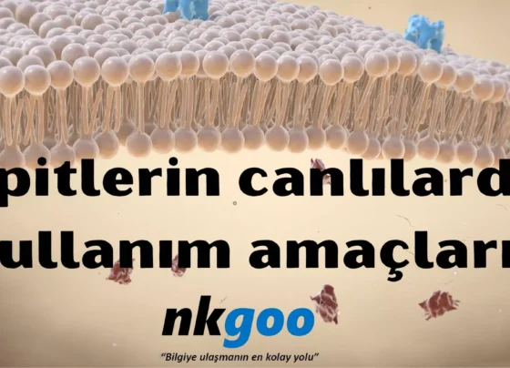 Lipitlerin canlilarda kullanim amaclari