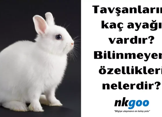 Tavsanlarin kac ayagi vardir