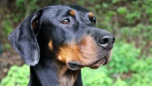 Doberman Ozellikleri 