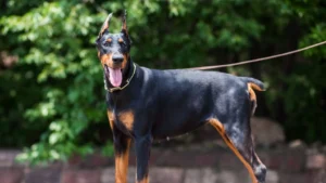 Doberman Ozellikleri 