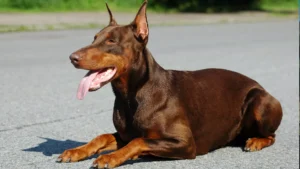 Doberman Ozellikleri 