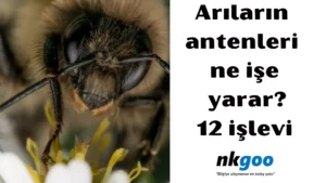 Arıların antenleri ne işe yarar