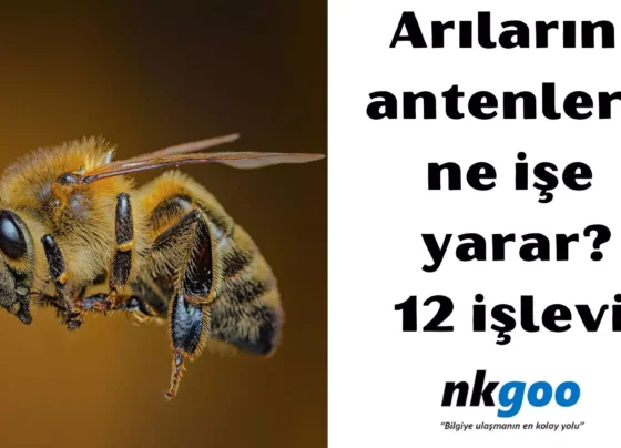 Arıların antenleri ne işe yarar