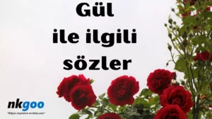 Gül ile ilgili sözler 