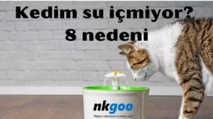 kedim su içmiyor 