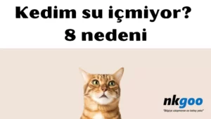 kedim su içmiyor 