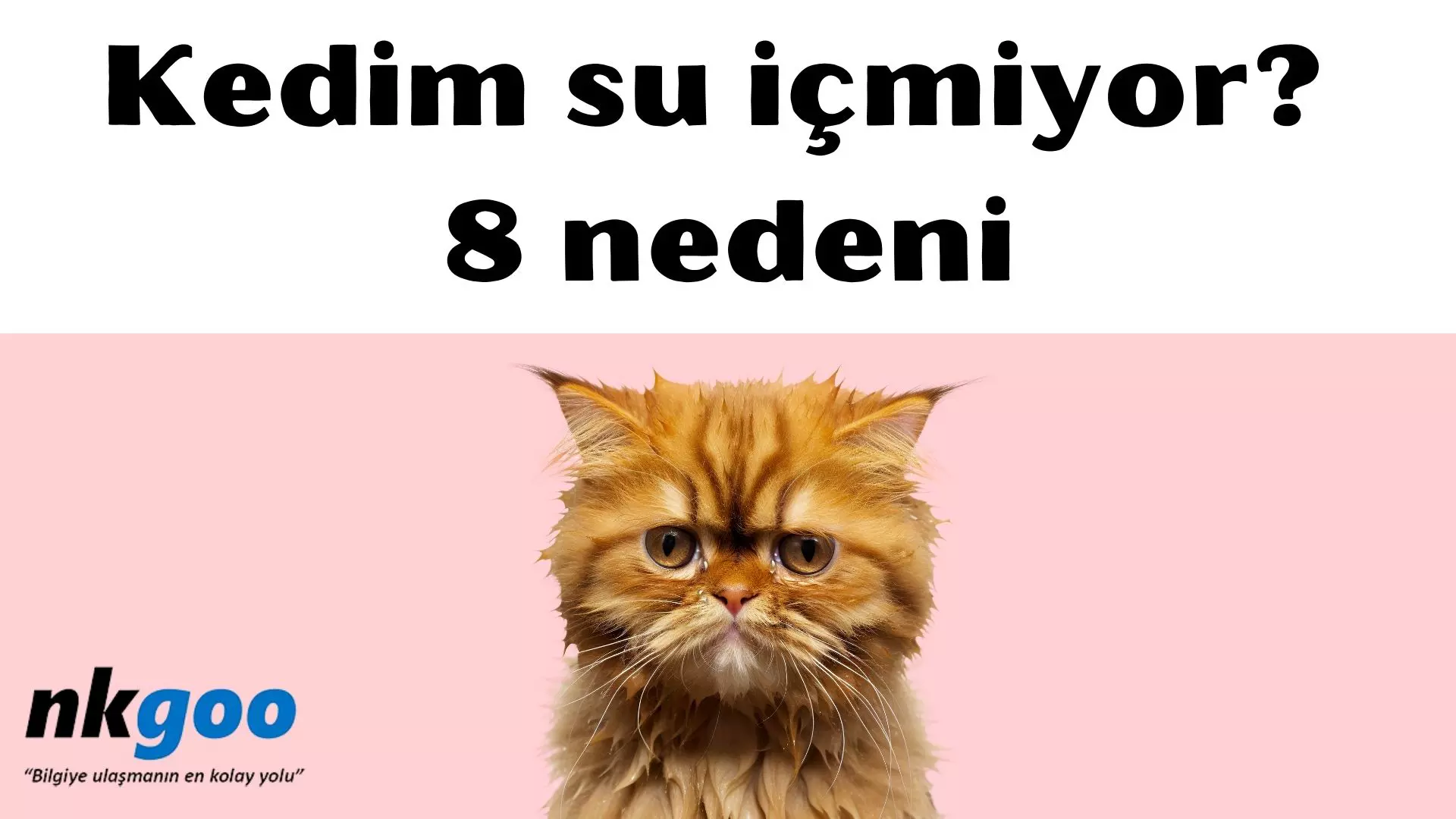 Kedim su içmiyor? 8 nedeni nedir?