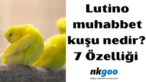 lutino muhabbet kuşu 