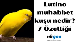 lutino muhabbet kuşu 