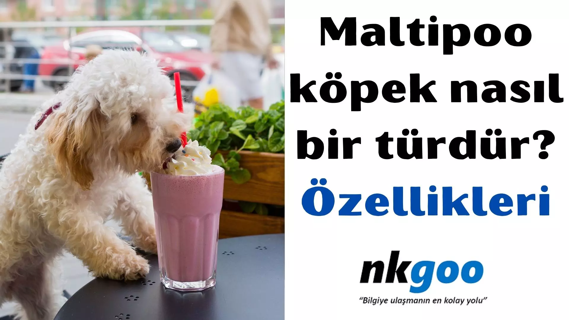 Maltipoo nasıl bir türdür? 9 özelliği nedir?